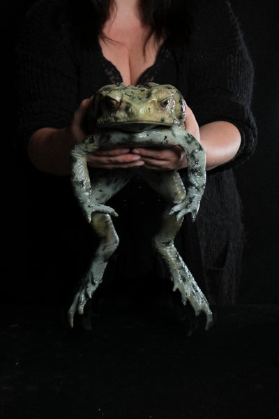 “Bufus” - Giant Cane Toad Silicone Prop