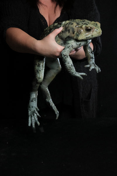 “Bufus” - Giant Cane Toad Silicone Prop