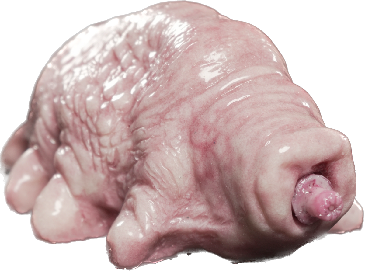 Silicone Blobfish Prop - Funny Gaff by Savage Silicone