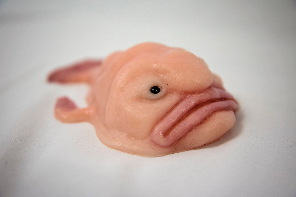 Blob fish - Before and after