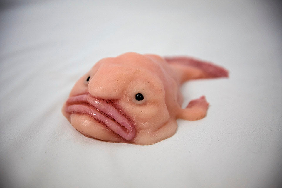 Pink Thing Of The Day: Blob Fish Stress Toy