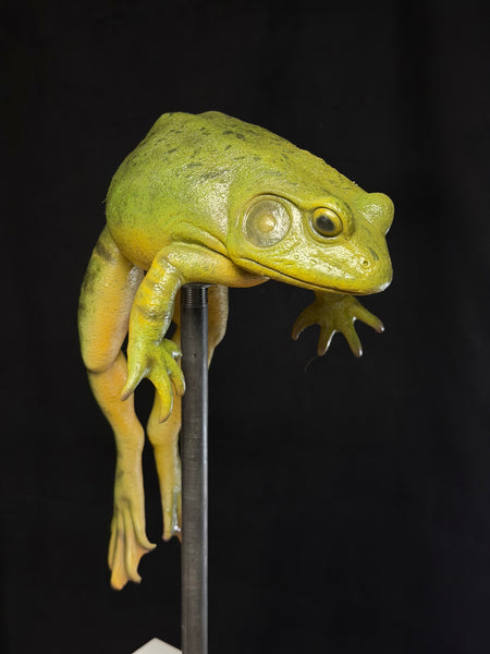 “Bertha” - Giant Bullfrog Silicone Prop