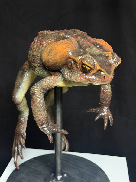 IN STOCK - “Bufus” - Giant Silicone Cane Toad- Brown