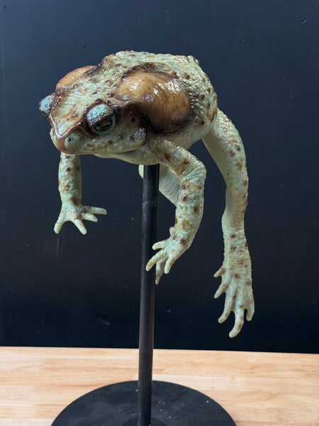 IN STOCK - “Bufus” - Giant Silicone Cane Toad- Green Varient