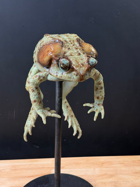 IN STOCK - “Bufus” - Giant Silicone Cane Toad- Green Varient