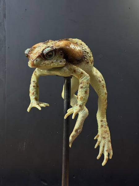 IN STOCK - “Bufus” - Giant Silicone Cane Toad- Green Varient