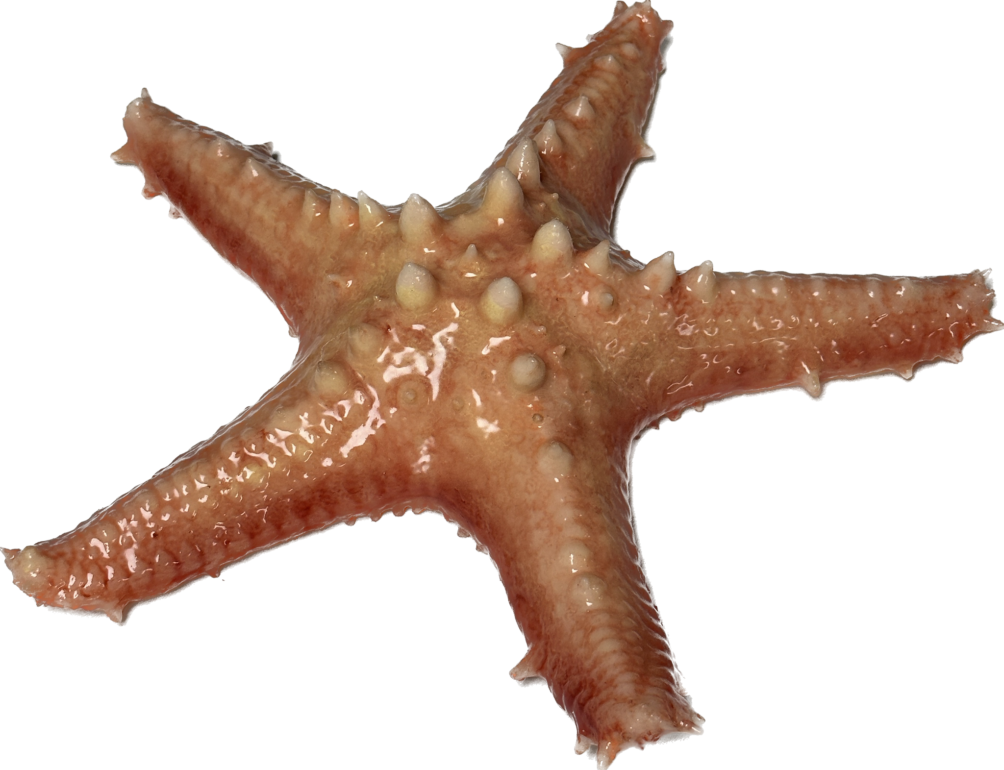 Giant Starfish Silicone Prop