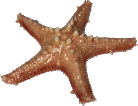 Giant Starfish Silicone Prop