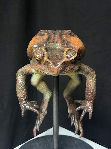IN STOCK - “Bufus” - Giant Silicone Cane Toad- Brown