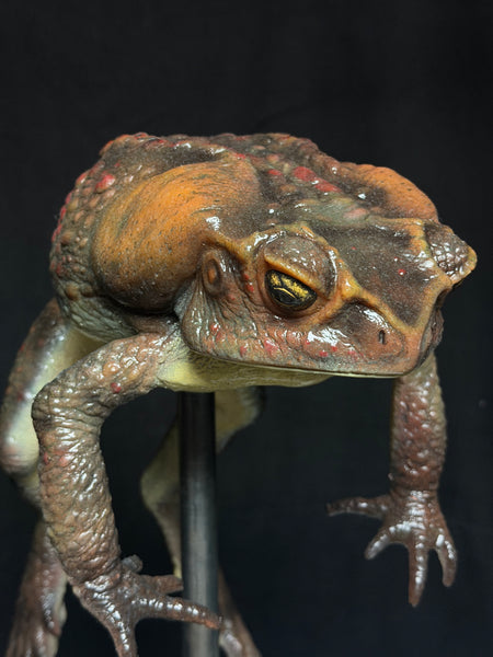 IN STOCK - “Bufus” - Giant Silicone Cane Toad- Brown