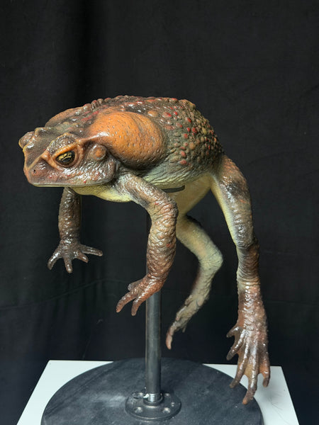 IN STOCK - “Bufus” - Giant Silicone Cane Toad- Brown